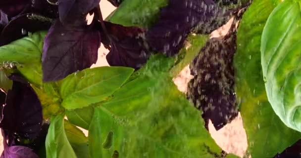 Πράσινο Και Μωβ Φύλλα Βασιλικού Υποβρύχια Φυσαλίδες Αέρα Ροζ Φόντο — Αρχείο Βίντεο