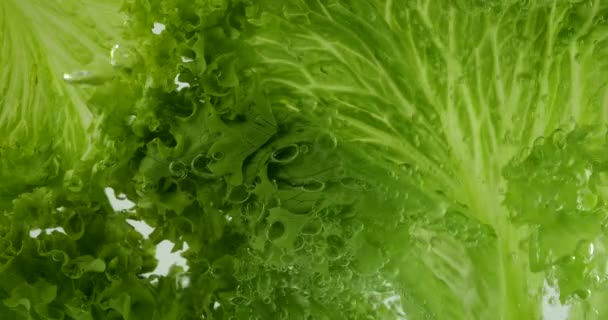 Salatblätter Unter Wasser Luftblasen — Stockvideo