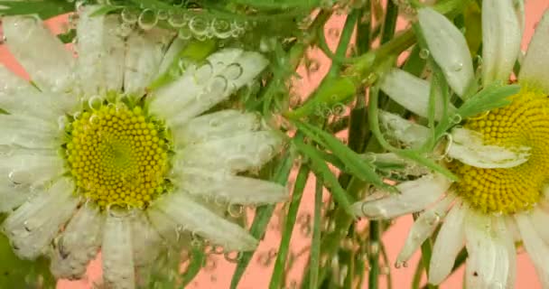 Αγροτεμάχιο Άγριο Καλοκαίρι Λουλούδια Χαμομήλι Υποβρύχια Φυσαλίδες Αέρα Ροζ Φόντο — Αρχείο Βίντεο