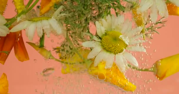 フィールド野生の夏の花は 空気の泡 カモミール 黄色のポピーで水中 ピンクの背景に — ストック動画
