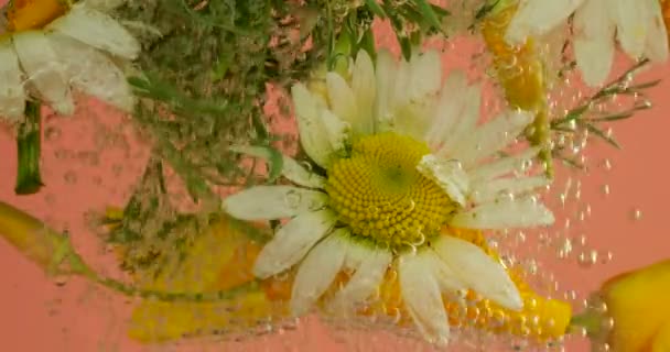 Pole Dzikie Letnie Kwiaty Pod Wodą Pęcherzyki Powietrza Rumianek Żółty — Wideo stockowe