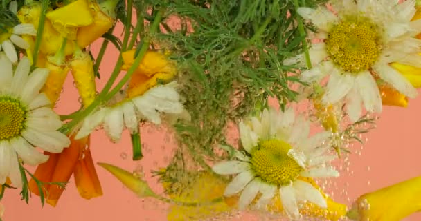 Αγροτεμάχιο Αγριολούλουδα Καλοκαίρι Υποβρύχια Φυσαλίδες Αέρα Χαμομήλι Κίτρινο Παπαρούνα Ροζ — Αρχείο Βίντεο