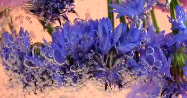 Vahşi Yaz Çiçekleri Altında Hava Kabarcıkları Içinde Pembe Bir Arka — Stok video