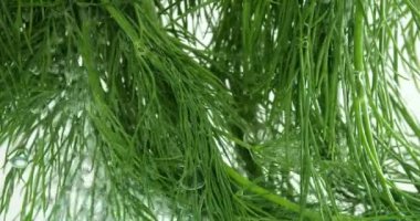 Dill yaprakları su altında kabarcıklar içinde.