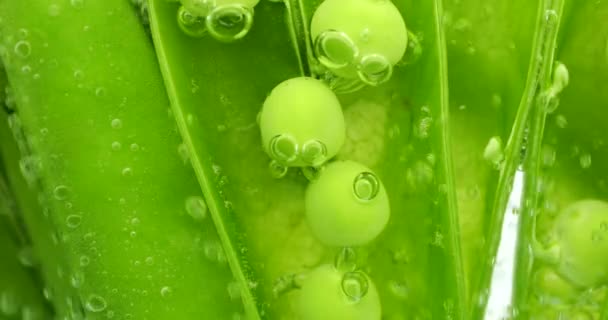 Vruchten Van Groene Erwten Onder Water Luchtbellen Vissen Sativum — Stockvideo