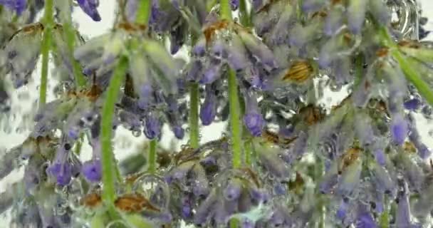 Lavendelbloemen Onder Water Luchtbellen — Stockvideo