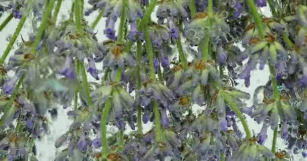 Lavender Flowers Underwater Air Bubbles — Stock Video