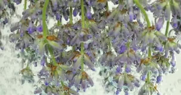 Kwiaty Lawendy Pod Wodą Pęcherzykach Powietrza — Wideo stockowe