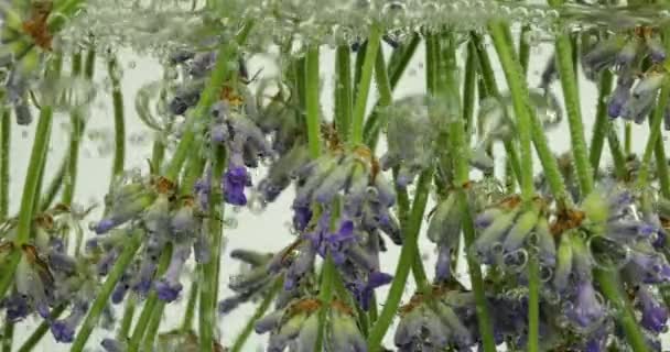 Levandulové Květiny Pod Vodou Vzduchových Bublinách — Stock video