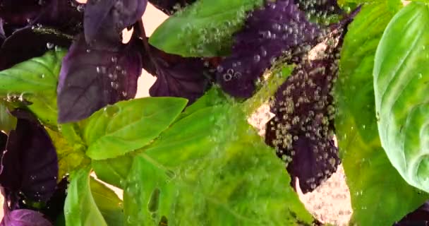 Πράσινο Και Μωβ Φύλλα Βασιλικού Υποβρύχια Φυσαλίδες Αέρα Ροζ Φόντο — Αρχείο Βίντεο