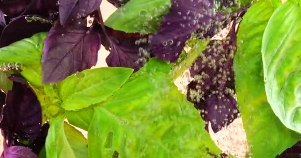 Groene Paarse Basilicum Bladeren Onder Water Luchtbellen Een Roze Achtergrond — Stockvideo