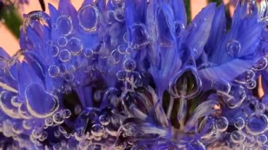 Vahşi yaz çiçekleri, su altında, hava kabarcıkları içinde. Pembe bir arka planda.