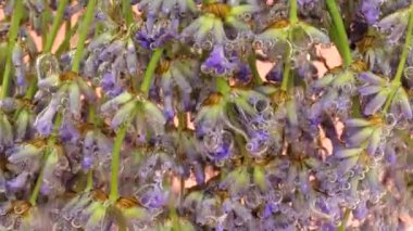 Hava kabarcıklarında su altında lavanta çiçekleri. Pembe bir arka planda.