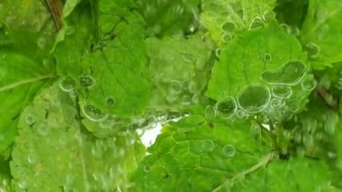 Nane yaprakları su altında kabarcıklar içinde.