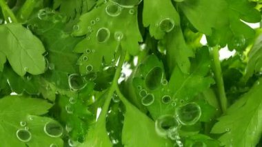 Maydanoz baloncuklarda suyun altında kalır..