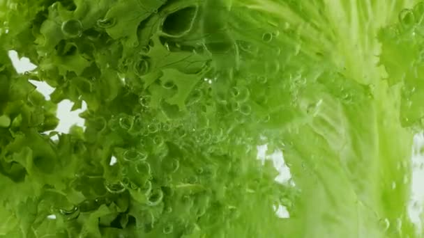 莴苣在水底气泡中叶子 — 图库视频影像