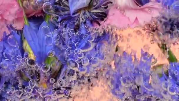Campo Flores Verão Selvagens Subaquáticas Bolhas Cornflower Cravo Fundo Rosa — Vídeo de Stock
