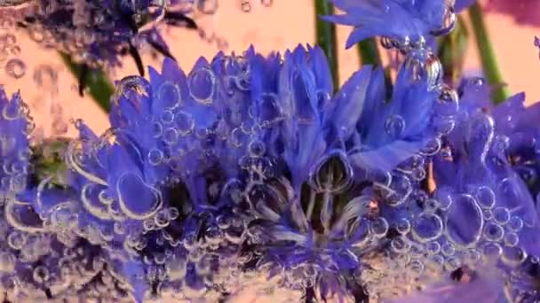 Feld Wilde Sommerblumen Kornblumen Unter Wasser Luftblasen Auf Rosa Hintergrund — Stockvideo