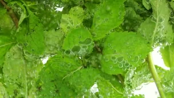 Φύλλα Μέντας Κάτω Από Νερό Φυσαλίδες Αέρα — Αρχείο Βίντεο