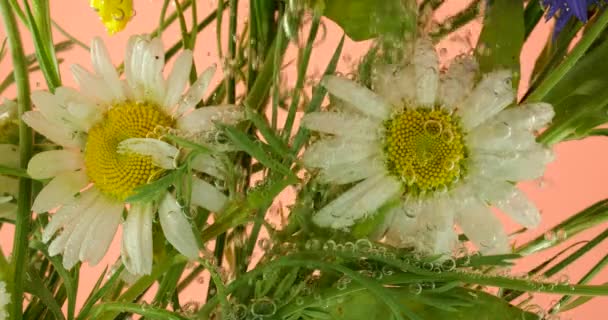 Αγροτεμάχιο Άγριο Καλοκαίρι Λουλούδια Χαμομήλι Υποβρύχια Φυσαλίδες Αέρα Ροζ Φόντο — Αρχείο Βίντεο