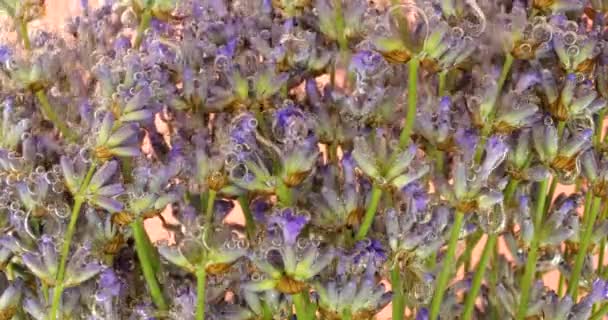 Lavendelbloemen Onder Water Luchtbellen Een Roze Achtergrond — Stockvideo