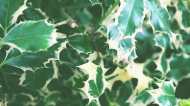 Sonsuza kadar yeşil olan Ilex aquifolium 'un çiti.