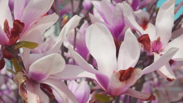 Μανόλια Λουλούδια Ένα Δέντρο Την Άνοιξη — Αρχείο Βίντεο