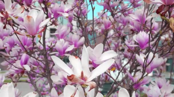 Flores Magnólia Uma Árvore Primavera — Vídeo de Stock