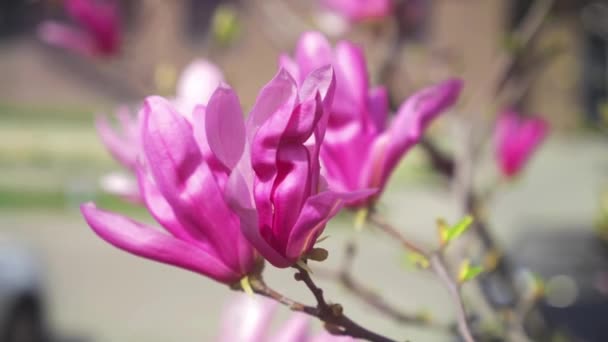 春になると木の上にマグノリアの花 — ストック動画