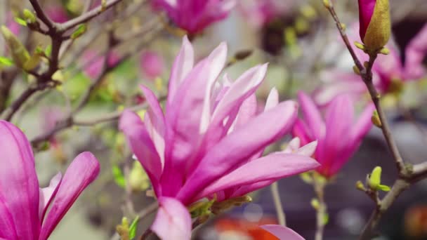 Manolya Çiçekleri Baharda Bir Ağaçta — Stok video