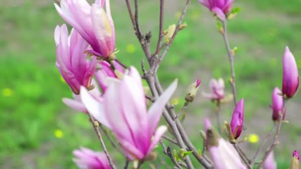 Μανόλια Λουλούδια Ένα Δέντρο Την Άνοιξη — Αρχείο Βίντεο