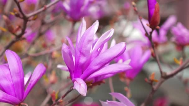 Flores Magnólia Uma Árvore Primavera — Vídeo de Stock