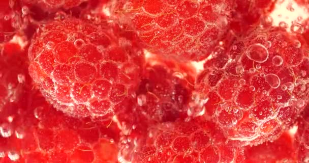 Framboise Rouge Sous Eau Dans Des Bulles Air Rubus Idaeus — Video