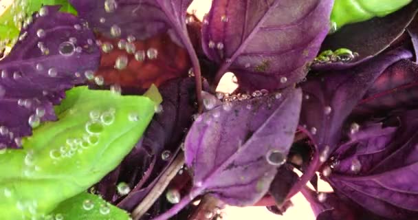 Foglie Basilico Verde Viola Sott Acqua Bolle Aria — Video Stock