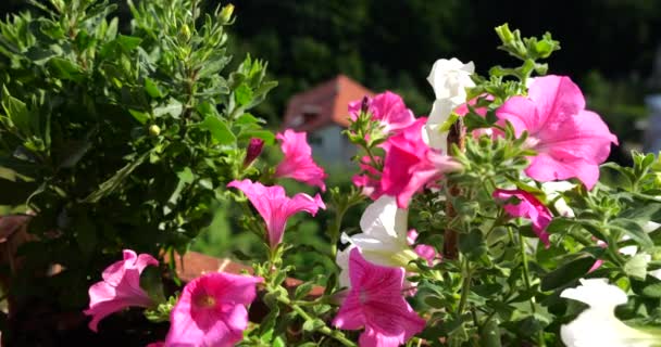 Balkónová Krabička Růžovou Bílou Petúnií Pozadí Zeleného Lesa Domu Slunečný — Stock video