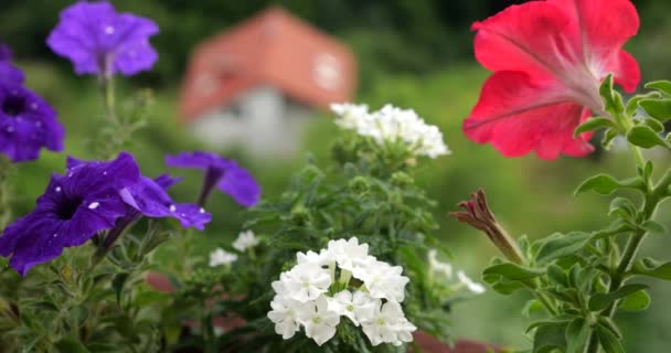 Beyaz Verbenalı Balkon Kutusu Mine Çiçeği Veya Mine Çiçeği Yeşil — Stok video