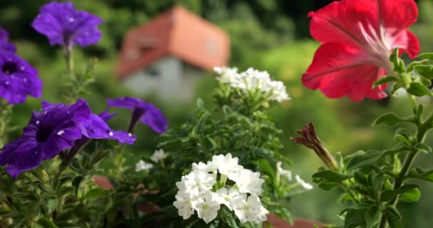 Varanda Caixa Com Verbena Branco Verbena Verbena Lilás Petúnia Vermelha — Vídeo de Stock