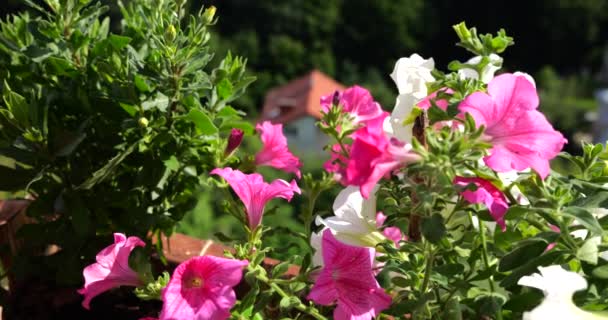 晴れた夏の日の緑の森と家を背景にピンクと白のペチュニアのバルコニーボックス — ストック動画