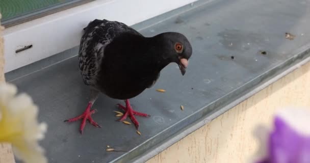 Bir Güvercin Metal Bir Pencereden Tahıl Gagalar — Stok video