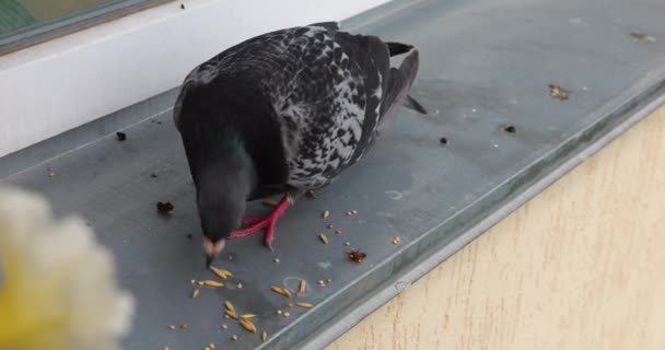 Eine Taube Pickt Getreide Aus Einem Metallenen Fenstersims — Stockvideo