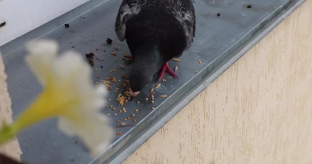 Eine Taube Pickt Getreide Aus Einem Metallenen Fenstersims — Stockvideo
