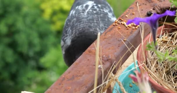 一只鸽子在一个绿色的夏季森林的背景下 从一个有紫色花瓣的罐子里啄食谷粒 — 图库视频影像