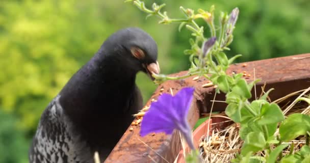 Eine Taube Pickt Auf Einem Balkon Vor Der Kulisse Eines — Stockvideo