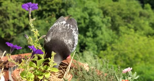 Una Paloma Picotea Grano Una Olla Con Petunias Púrpuras Balcón — Vídeos de Stock