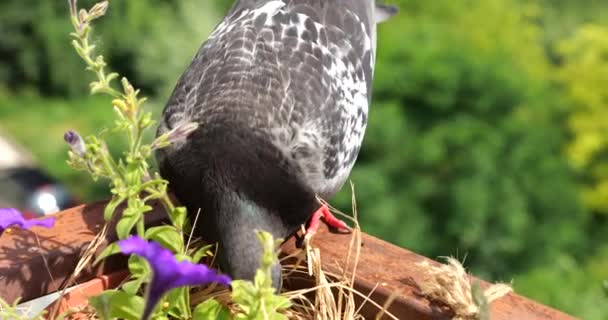Bir Güvercin Yeşil Bir Yaz Ormanının Arka Planına Karşı Balkonda — Stok video