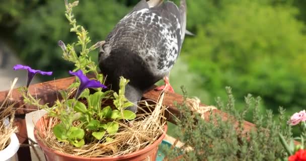 Pigeon Pecks Grain Pot Purple Petunias Balcony Backdrop Green Summer — Stock Video
