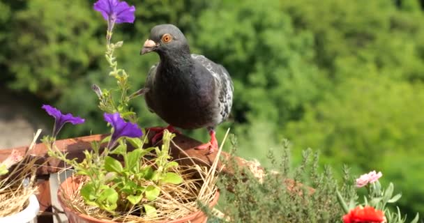 Eine Taube Pickt Auf Einem Balkon Vor Der Kulisse Eines — Stockvideo