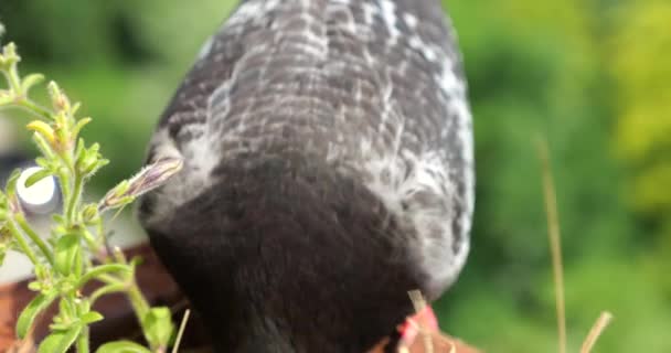 비둘기는 배경에 발코니에 자주색 페투니아와 냄비에서 곡물을 — 비디오