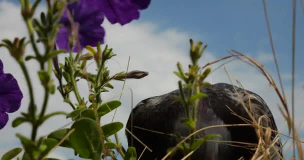 Una Paloma Picotea Grano Una Olla Con Petunias Púrpura Balcón — Vídeos de Stock