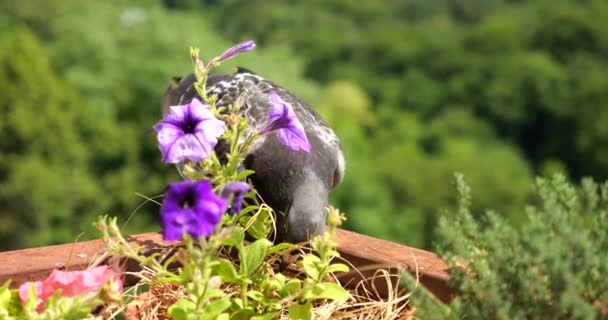 Bir Güvercin Yeşil Bir Yaz Ormanının Arka Planına Karşı Balkonda — Stok video